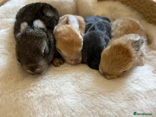 Mixed Breed rabbits Hand reared baby bunnies - Advert 1