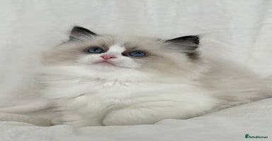 Ragdoll cats - Advert 12