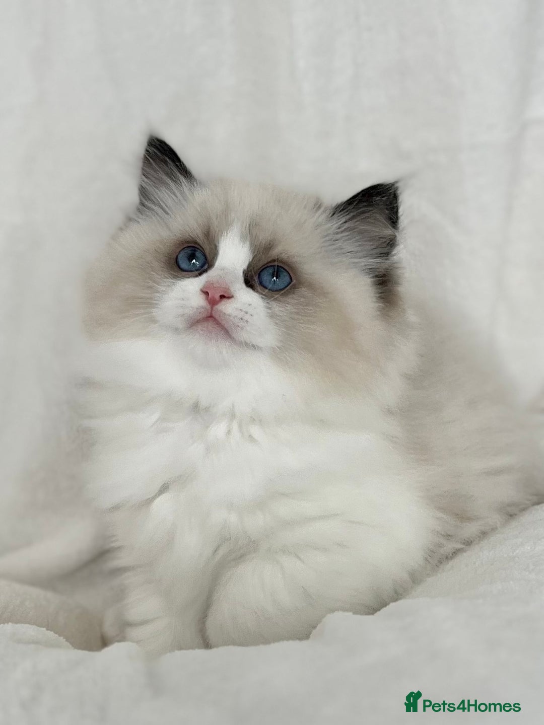 Ragdoll cats for sale: Exquisite Seal Bicolour Ragdoll Boys dolly face - Image 3