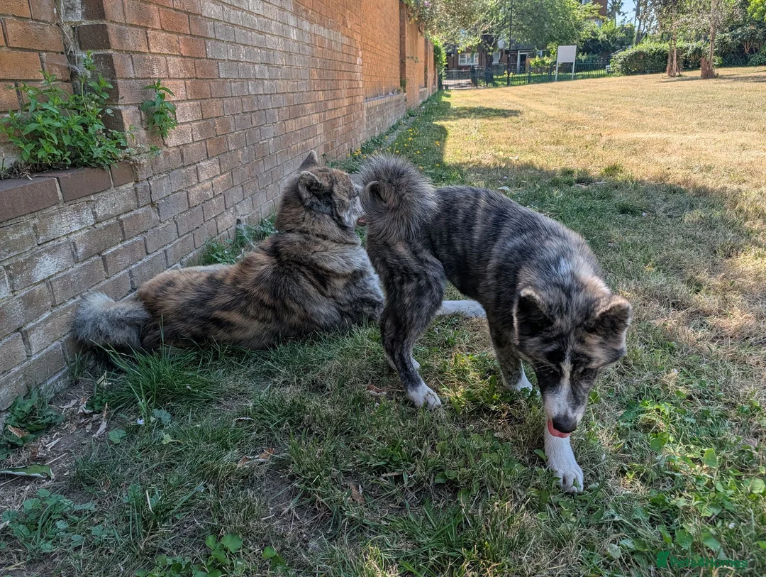 Japanese Akita Inu dogs for sale: Beautiful RKC akita puppies full pedigree  - Advert 28