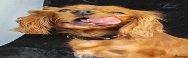 Cavalier King Charles Spaniel 2