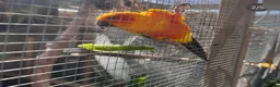 Parrots birds for sale: 🦜 Gentle Wings Rehoming🦜 - Advert 2
