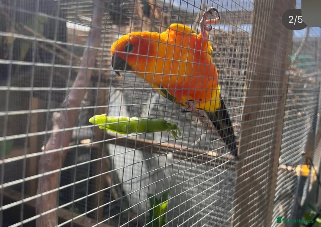 Parrots birds for sale: 🦜 Gentle Wings Rehoming🦜 - Advert 2