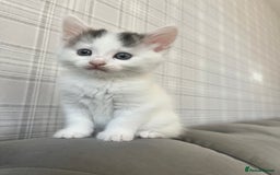 Domestic Shorthair cats for sale: Beautiful litter of kittens for sale - Image 1