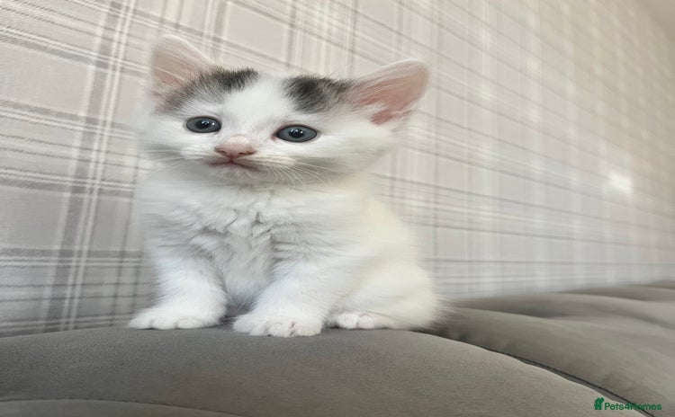 Domestic Shorthair cats - Advert 9