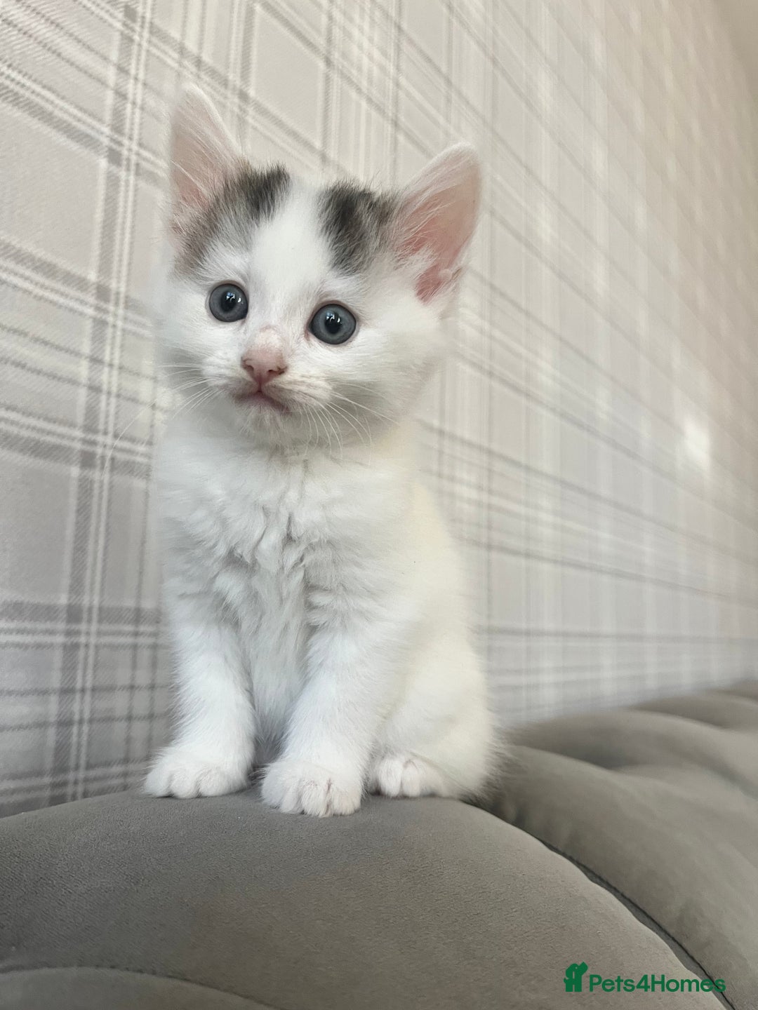 Domestic Shorthair cats for sale: Beautiful litter of kittens for sale - Image 1