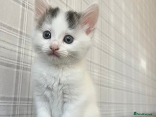 Domestic Shorthair cats - Advert 36