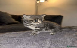 Bengal cats for sale: Four beautiful baby girl kittens  - Image 4