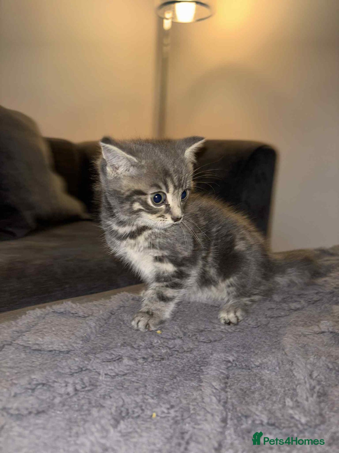 Bengal cats for sale: Four beautiful baby girl kittens  - Image 4