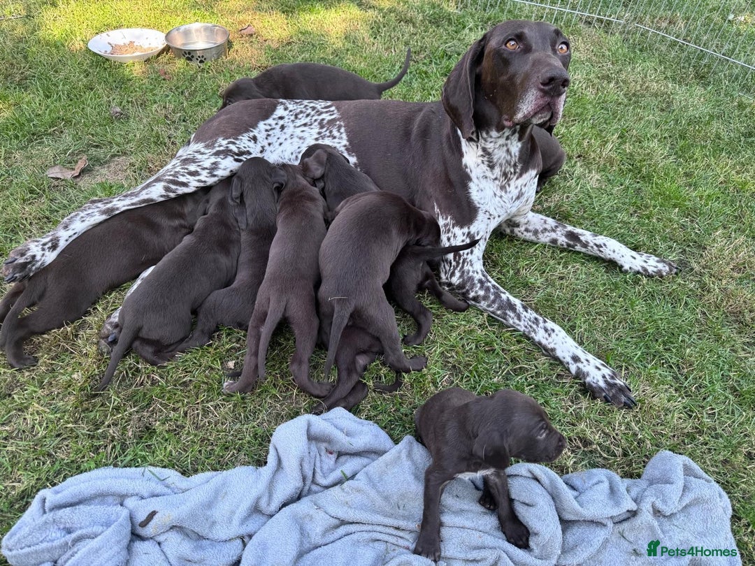 German Shorthaired Pointer dogs for sale: Mrs Dorota Sadowska - Image 10