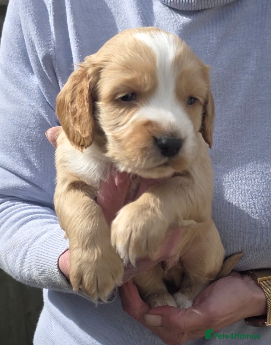 Cocker Spaniel Puppy 4