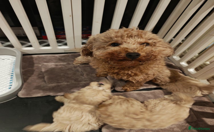 Maltipoo dogs Maltipoo F1, KC Parents Extensively DNA Clear - Advert 1