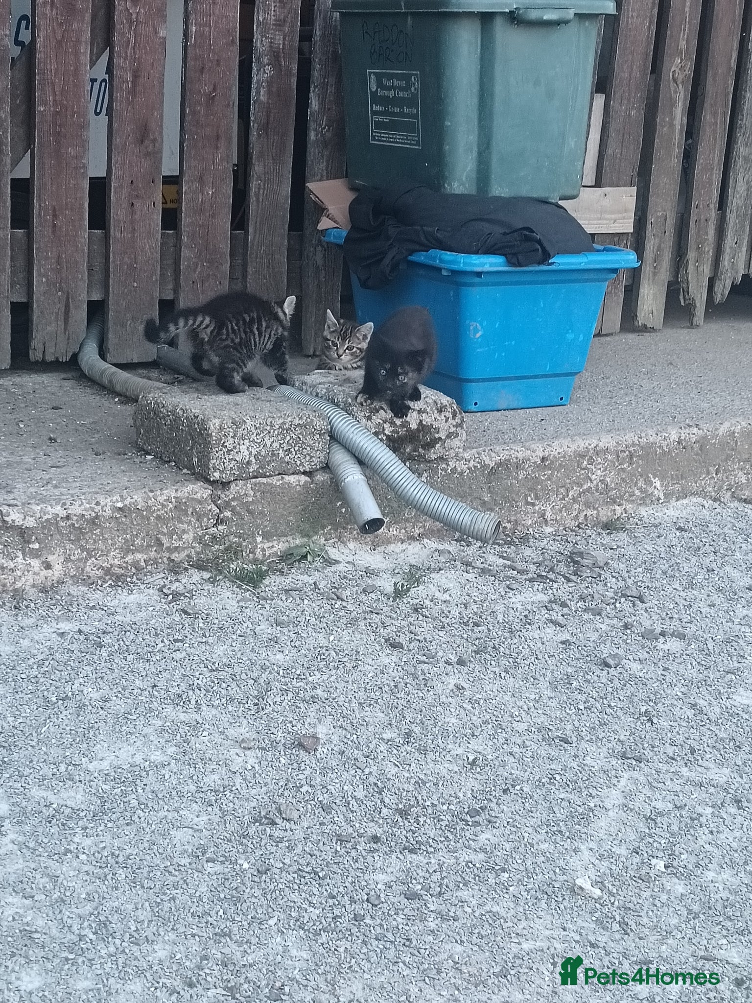 Domestic Shorthair cats for sale: Lovely kittens  - Advert 3