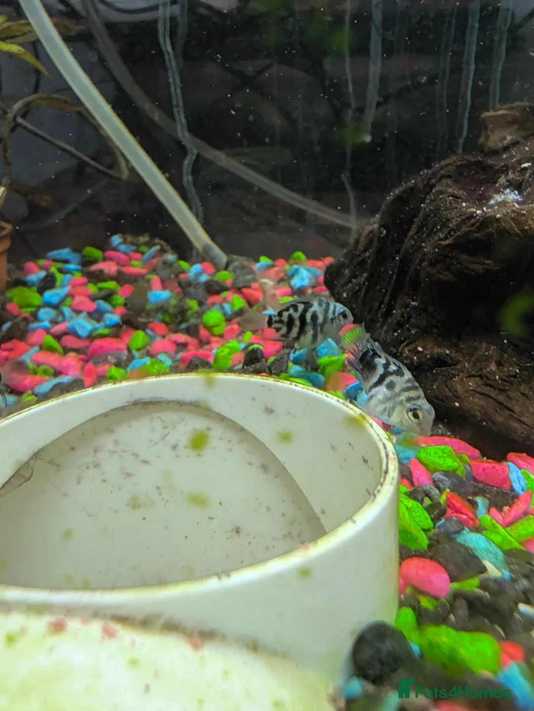 Other/Mixed Breed fish for sale: Polar blue parrot fish - Advert 3