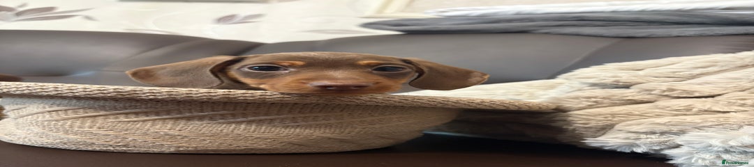Dachshund Puppy 1