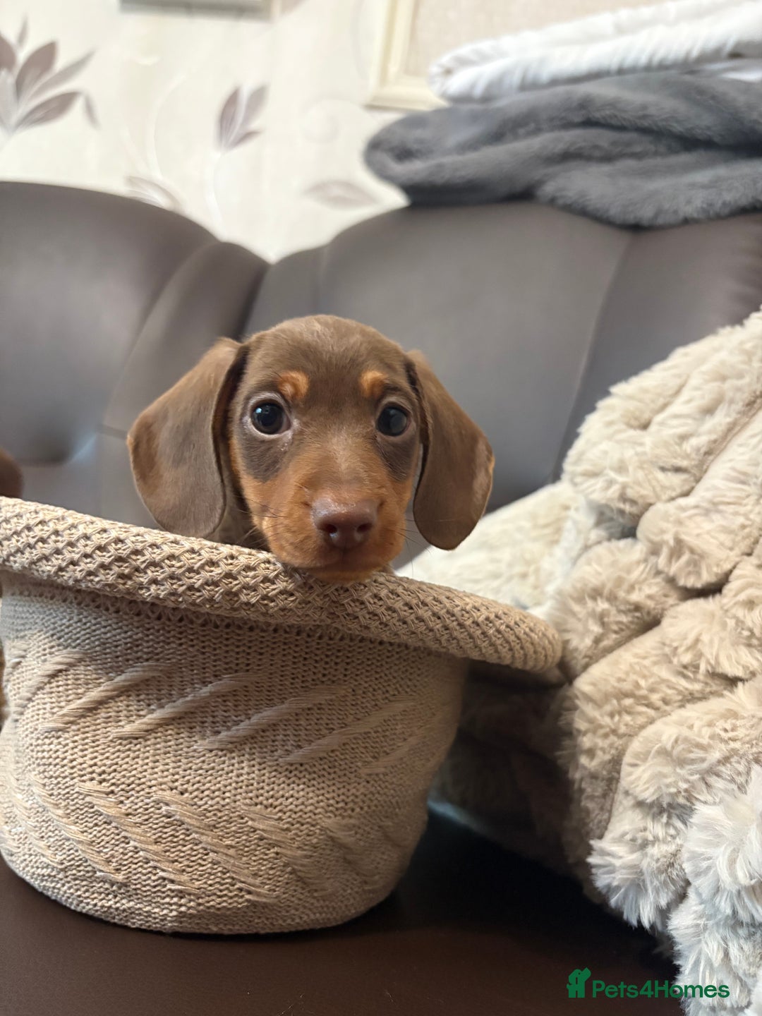 Dachshund dogs for sale: Dachshund puppies  - Image 4