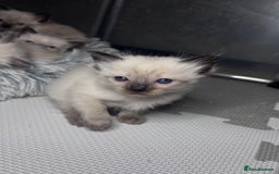 Ragdoll cats for sale: 6 adorable ragdoll kittens 🩷🩵 - Image 6