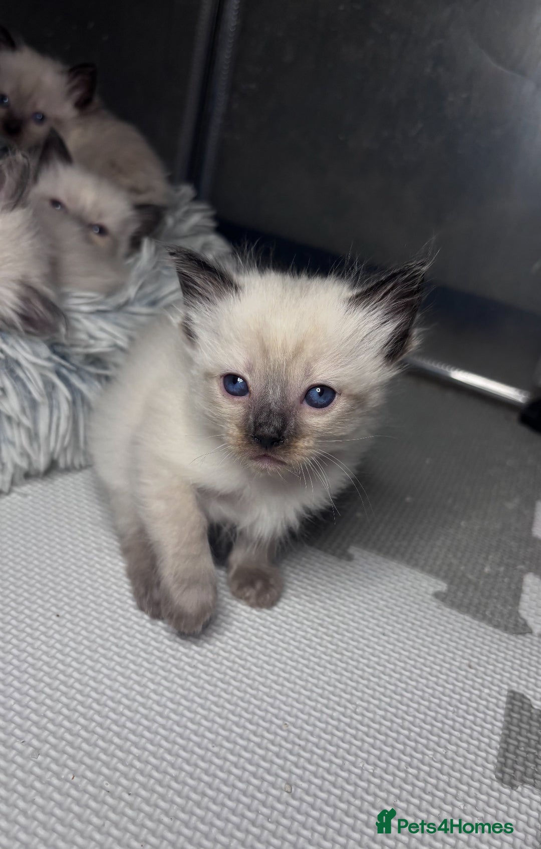 Ragdoll cats for sale: 6 adorable ragdoll kittens 🩷🩵 - Image 6