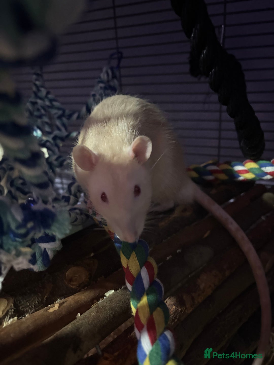 Rat rodents for sale: Rat available - Image 4