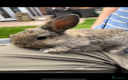 Mini Lop rabbits for sale: 3 Female Mini Lops in Swadlincote - Image 1