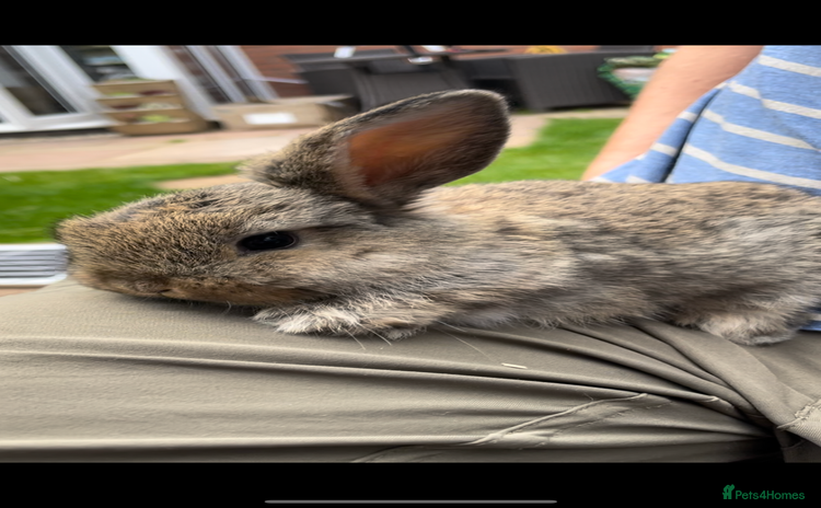 Mini Lop rabbits in Swadlincote - Advert 4