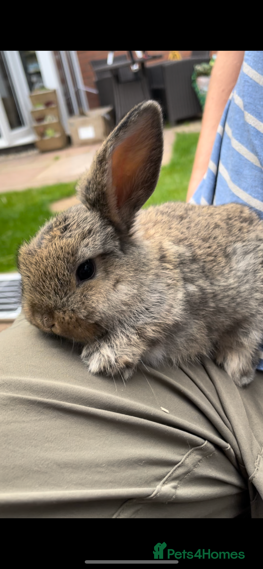 Mini Lop rabbits for sale: 3 Female Mini Lops in Swadlincote - Image 1