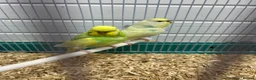 Budgerigars birds for sale: Male and female budgie  - Advert 4