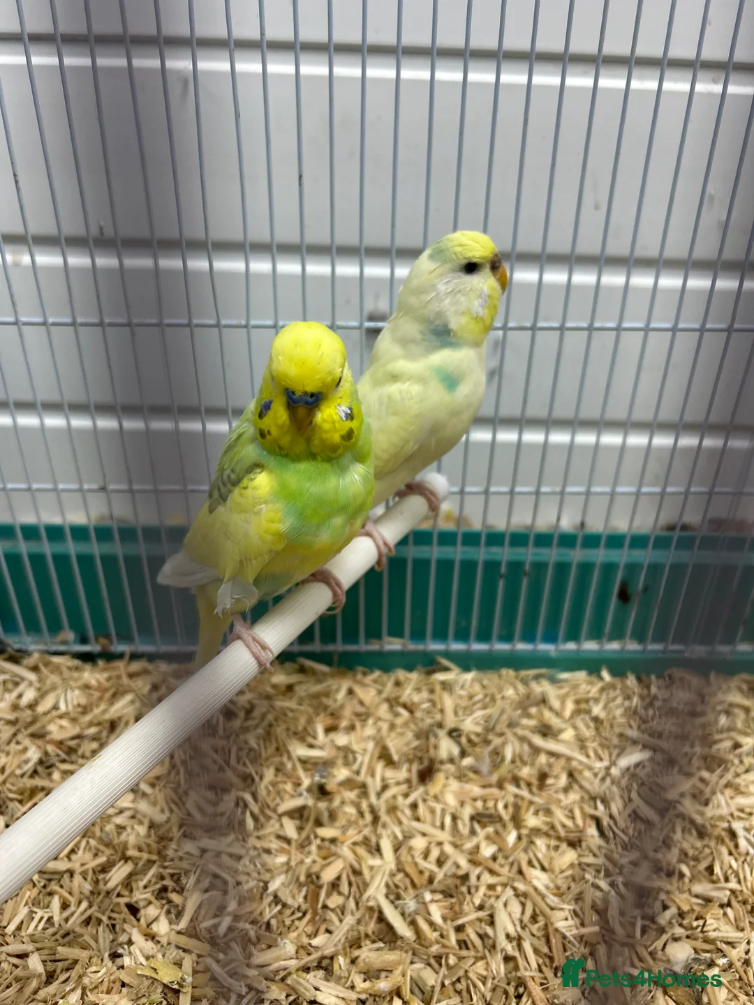 Budgerigars birds for sale: Male and female budgie  - Advert 4