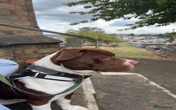 Mixed Breed dogs for sale: Beautiful male dog - Image 4