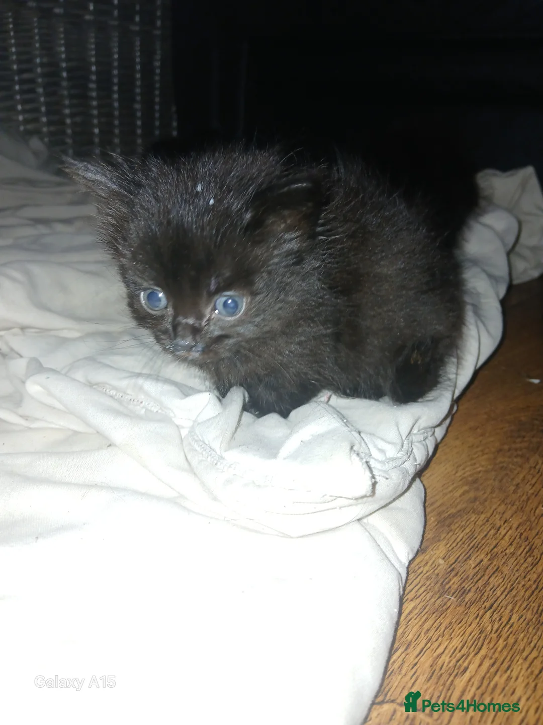 Mixed Breed cats for sale: Black fluffy kittens  in Swansea - Advert 5