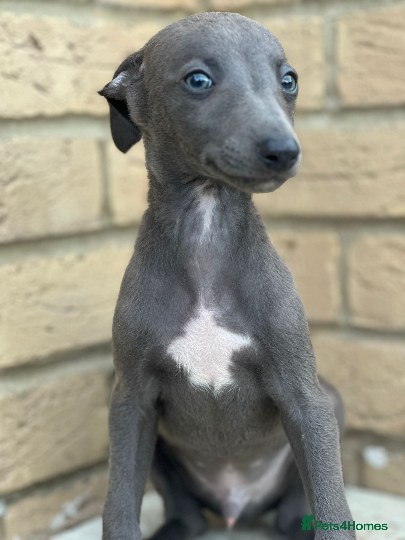 Whippet dogs for sale: Whippet pups ready now! - Advert 11