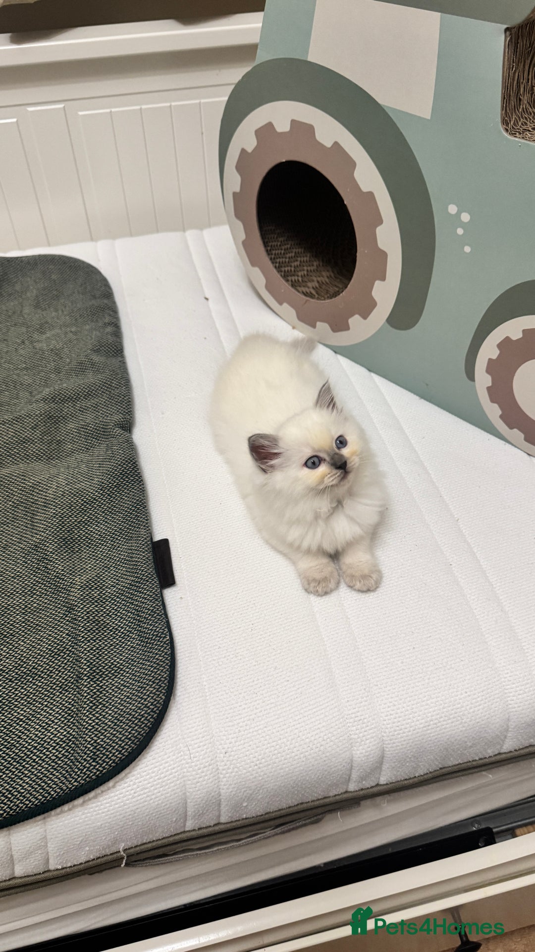 Ragdoll cats for sale: GCCF reg , Rare and milky white Lilac kittens  - Advert 7