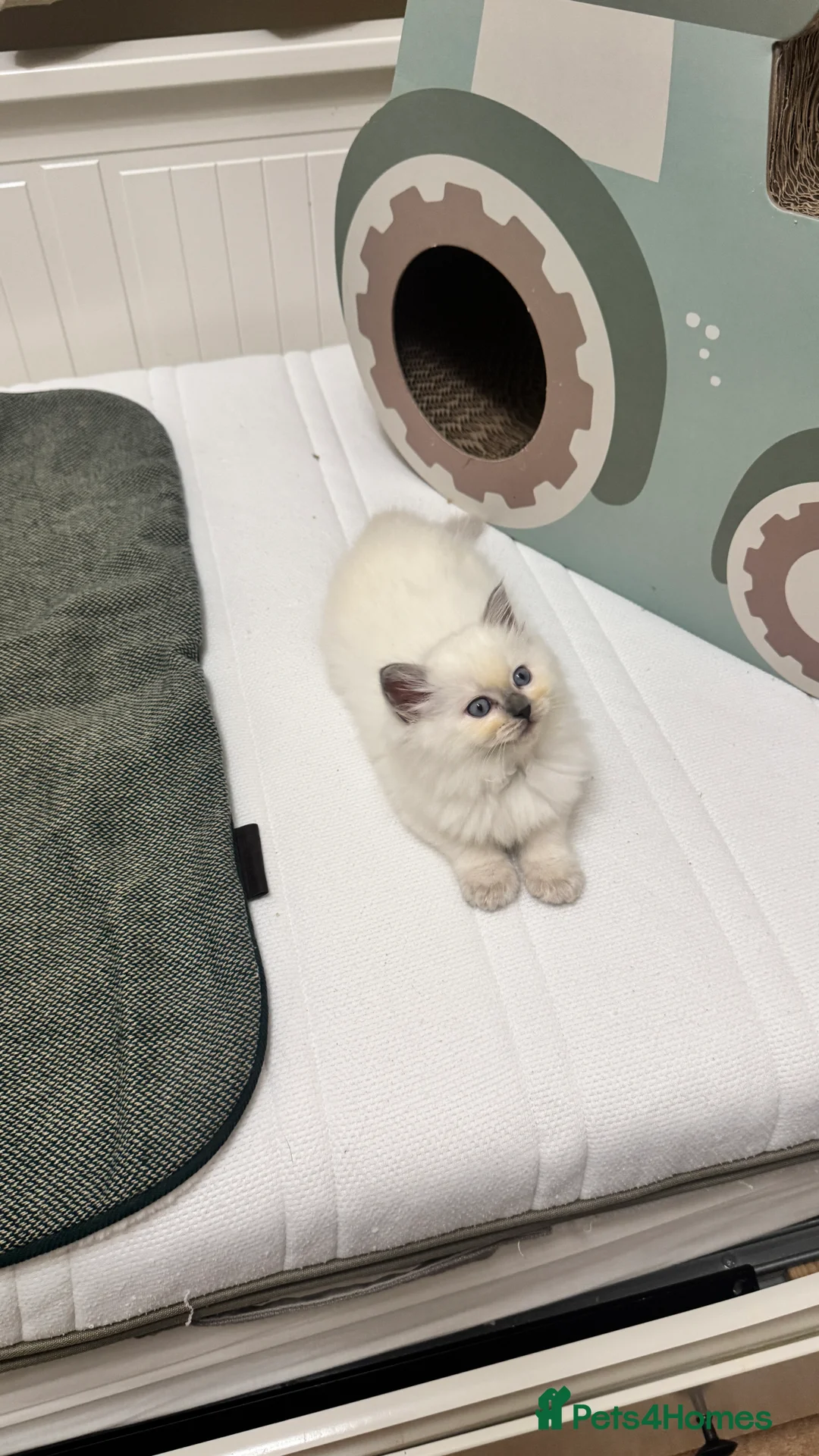 Ragdoll cats for sale: GCCF reg , Rare and icy  white Lilac kittens  - Advert 7