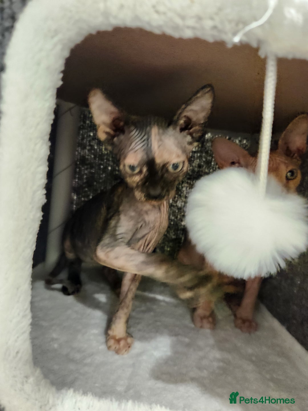 Sphynx cats for sale: 3 Beautiful Canagian Sphynx - Advert 5