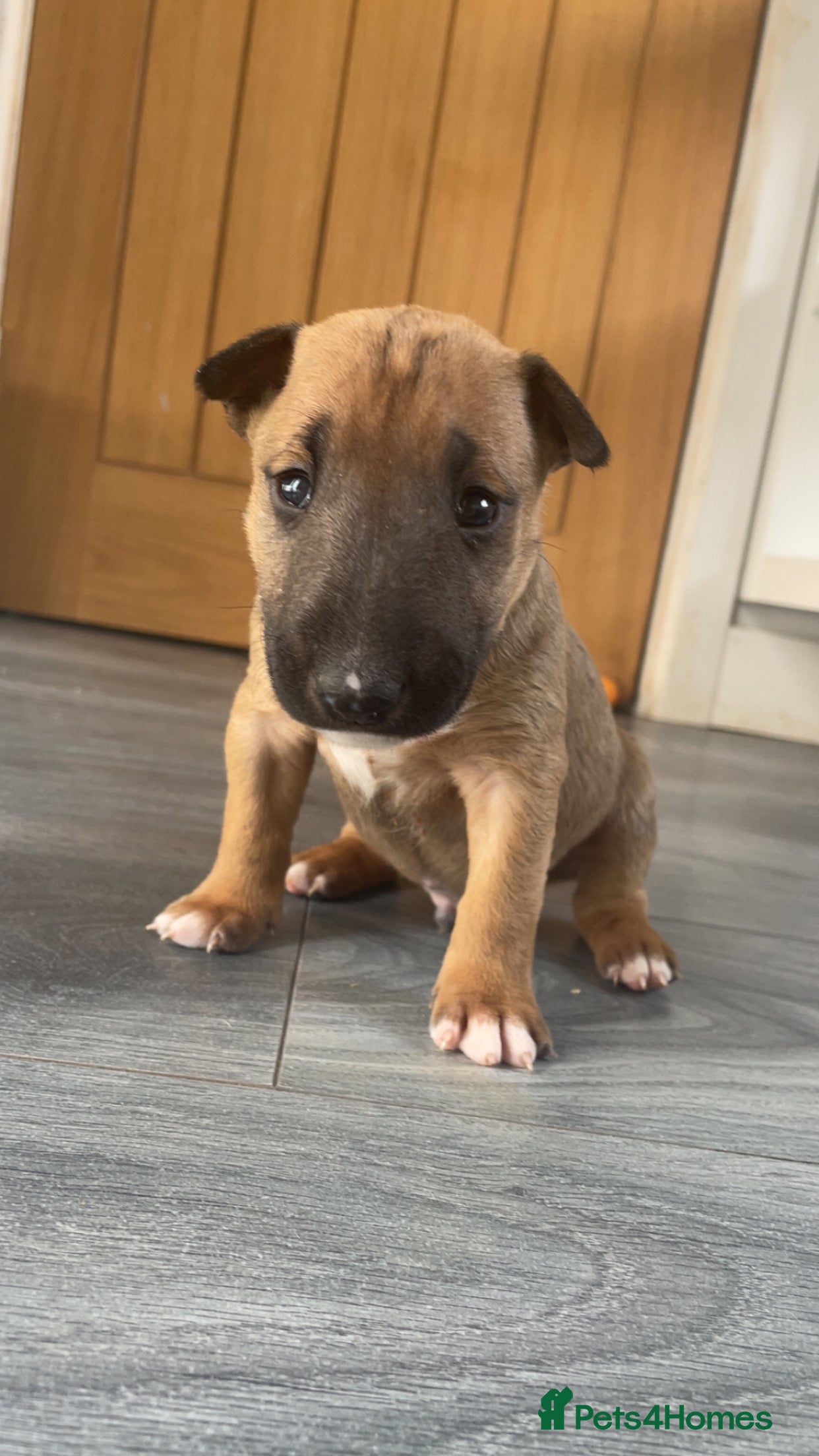 English Bull Terrier Puppy 2