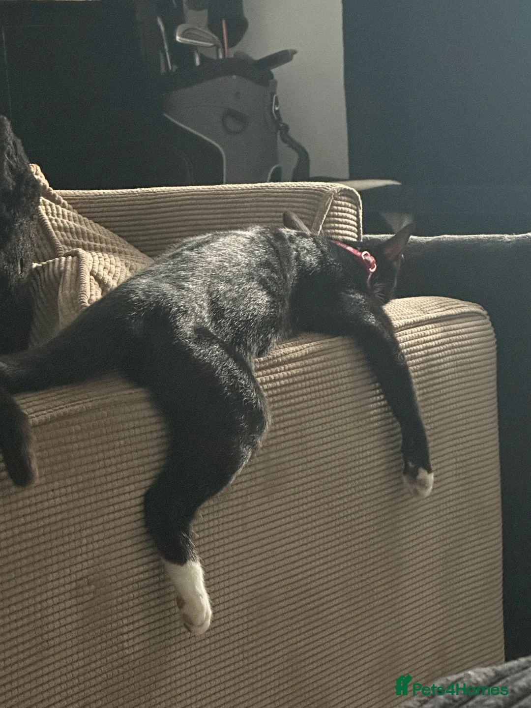 Bengal cats for sale: Bengal x tuxedo kittens - Advert 9