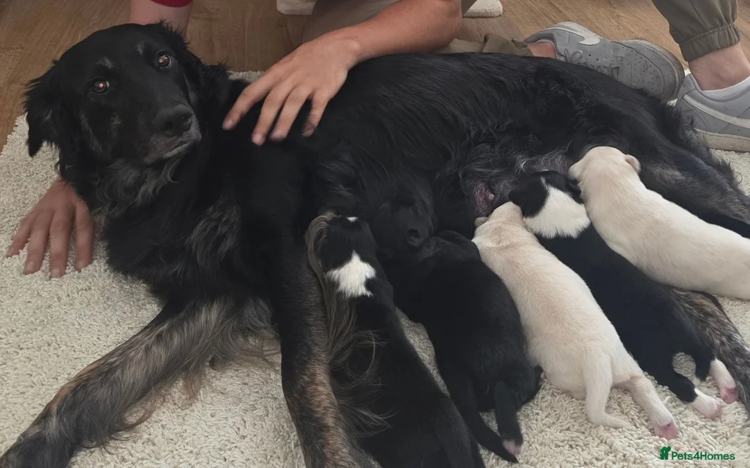 Mixed Breed dogs for sale: Beautiful rare Retriever/Collie & Samoyed Puppies. - Advert 32