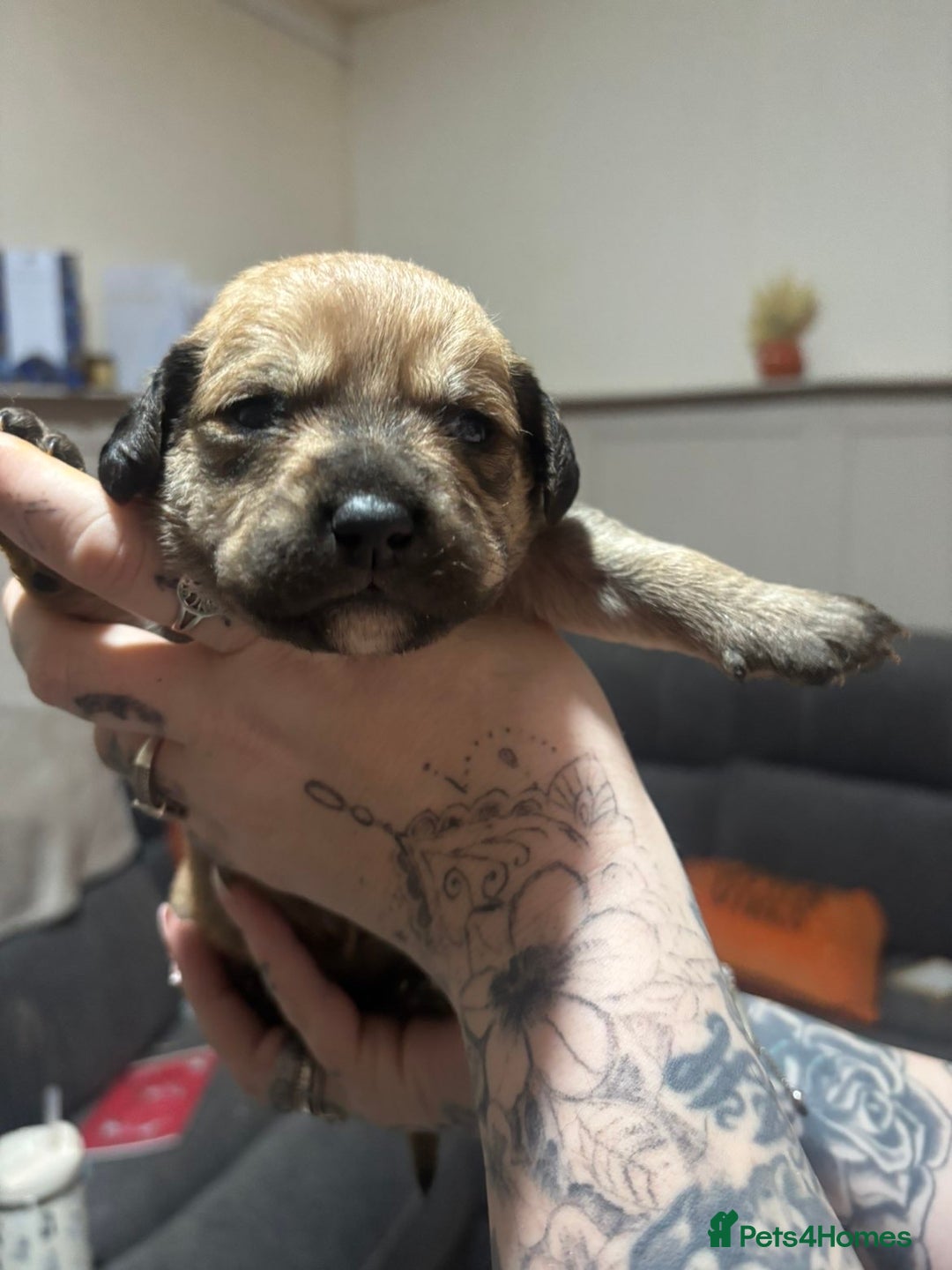 Mixed Breed dogs for sale: Rottweiler cross puppies - Advert 12