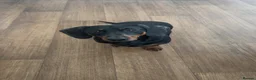 Miniature Dachshund dogs for sale: 2 year old male miniature dachshund  - Advert 3