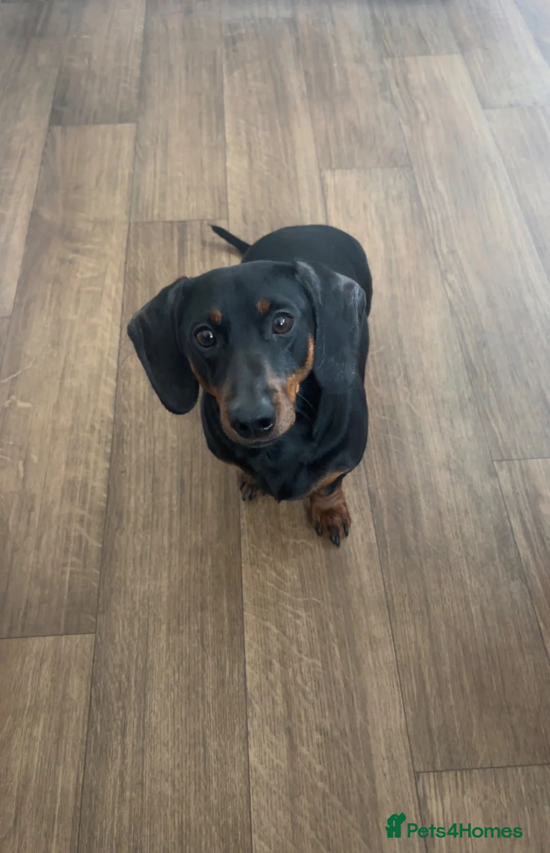 Miniature Dachshund dogs for sale: 2 year old male miniature dachshund  - Advert 3