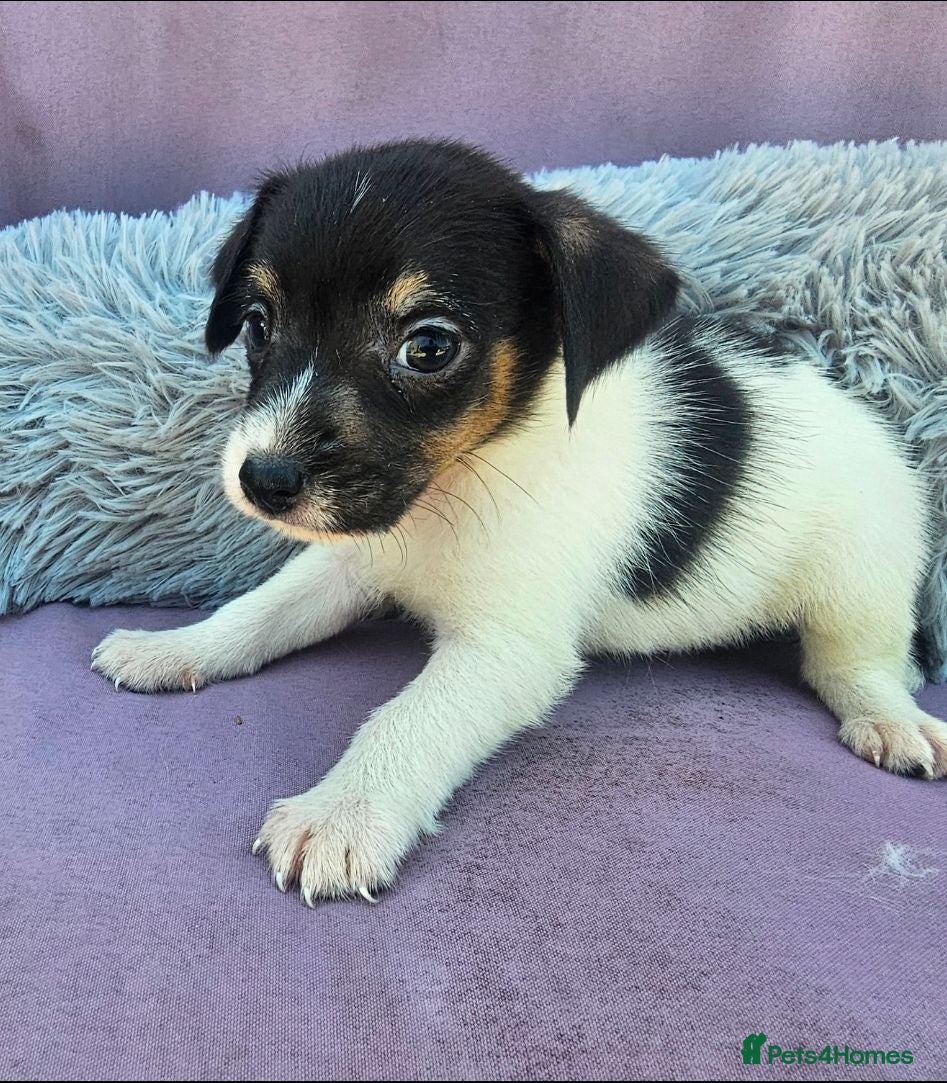 Jack Russell dogs Jack Russell puppies 🐶  - Advert 1
