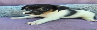 Jack Russell 1