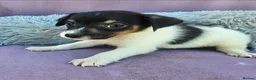 Jack Russell dogs for sale: Jack Russell puppies 🐶  - Advert 1