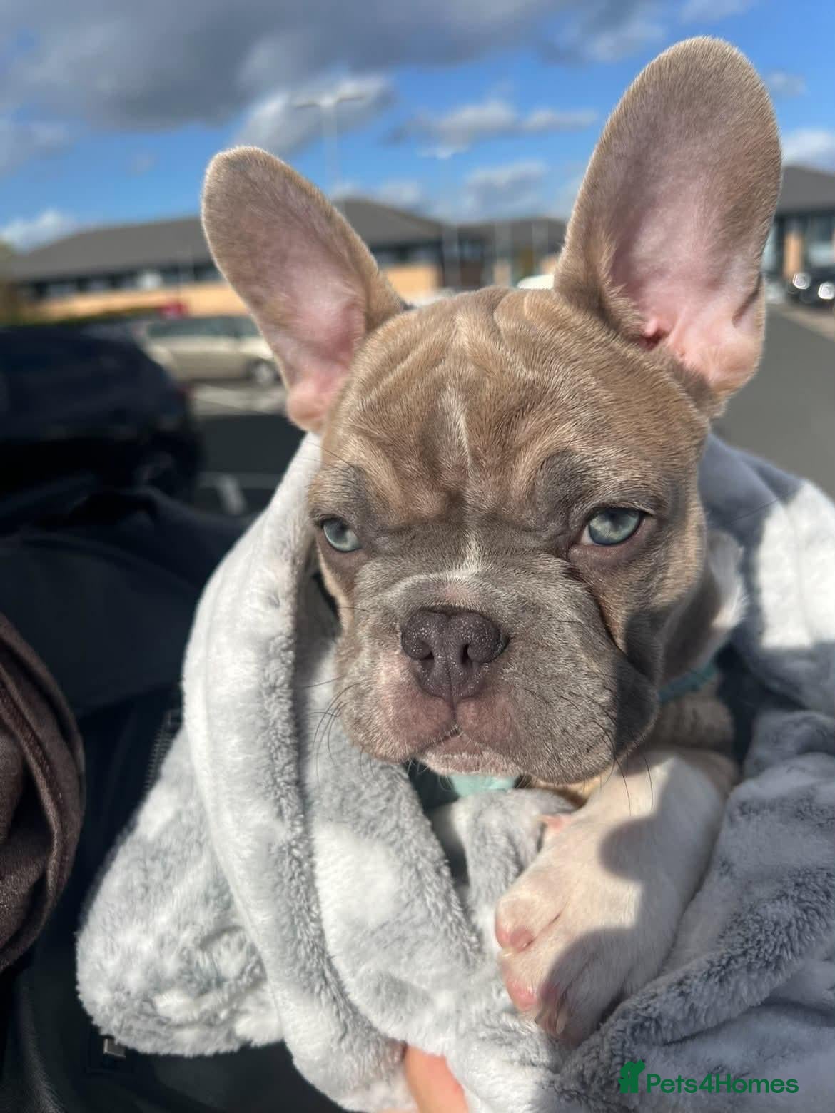 French Bulldog dogs Handsome  French Bulldog Boy  - Advert 20