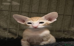 Oriental cats for sale: Oriental Kittens Looking for Their Forever Homes - Image 4