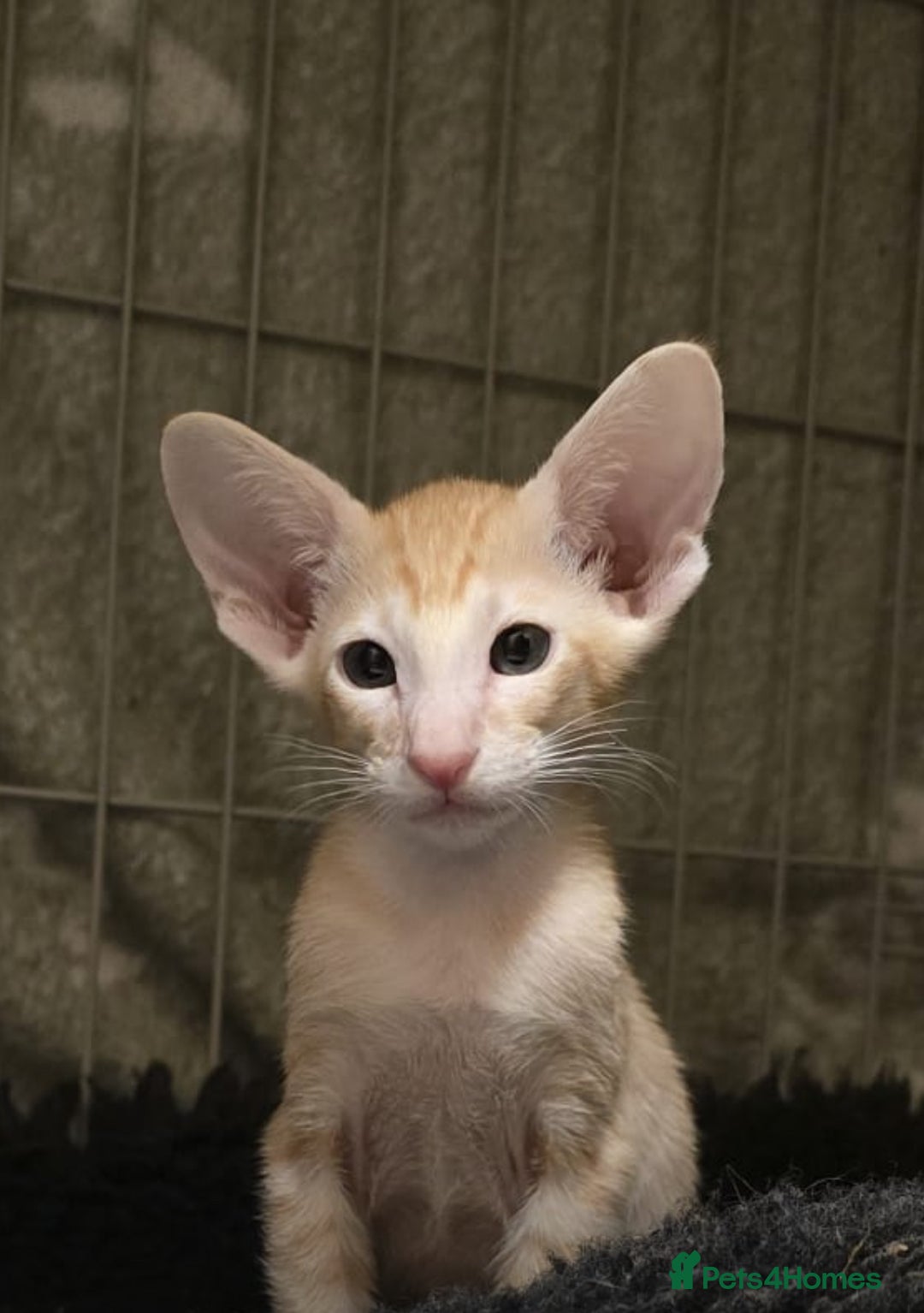Oriental cats for sale: Oriental Kittens Looking for Their Forever Homes - Image 4