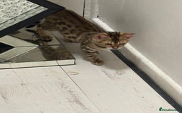 Bengal cats for sale: Marble bengal boy and bengal girl - Image 10