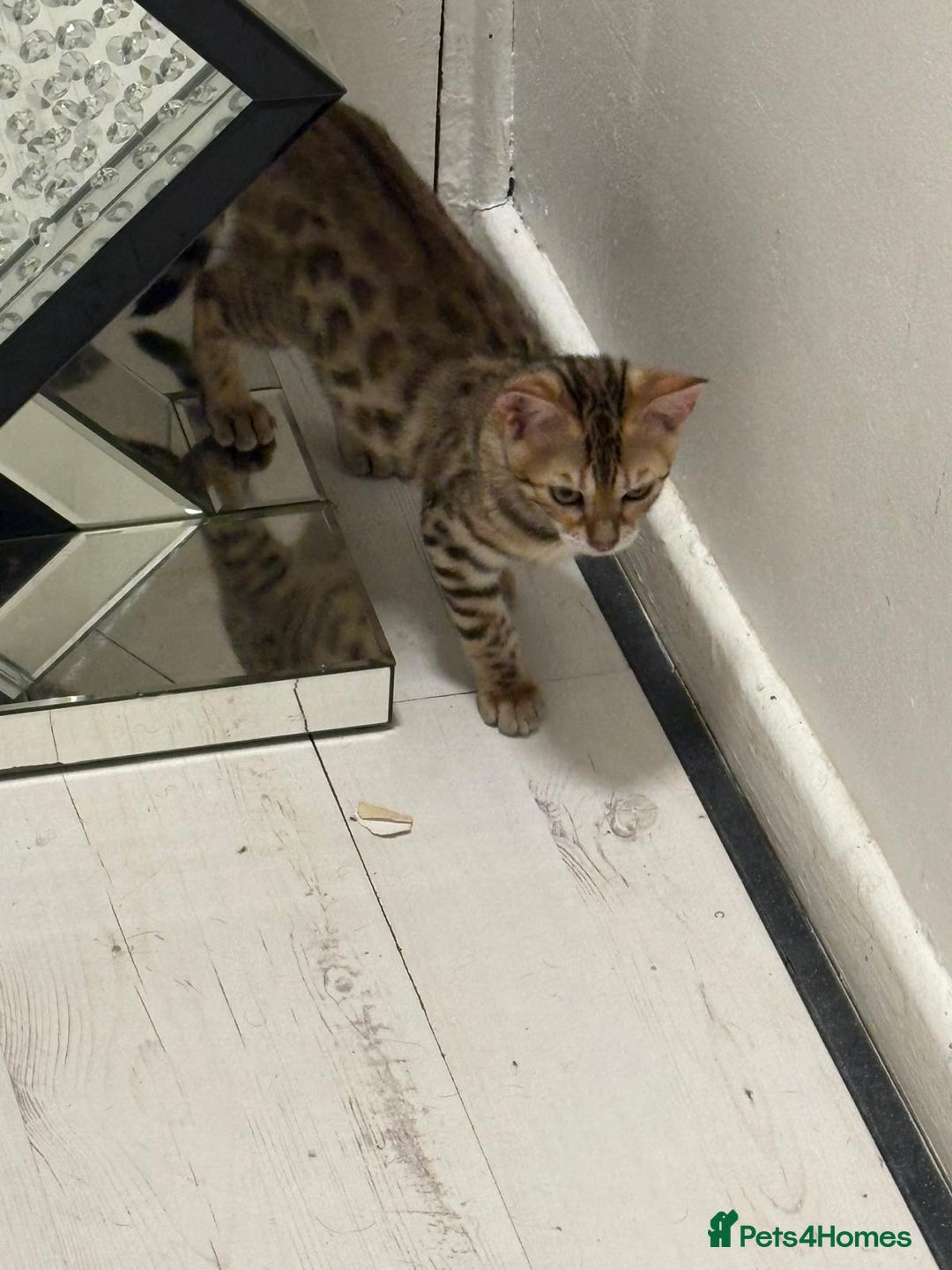 Bengal cats for sale: Marble bengal boy and bengal girl - Image 10