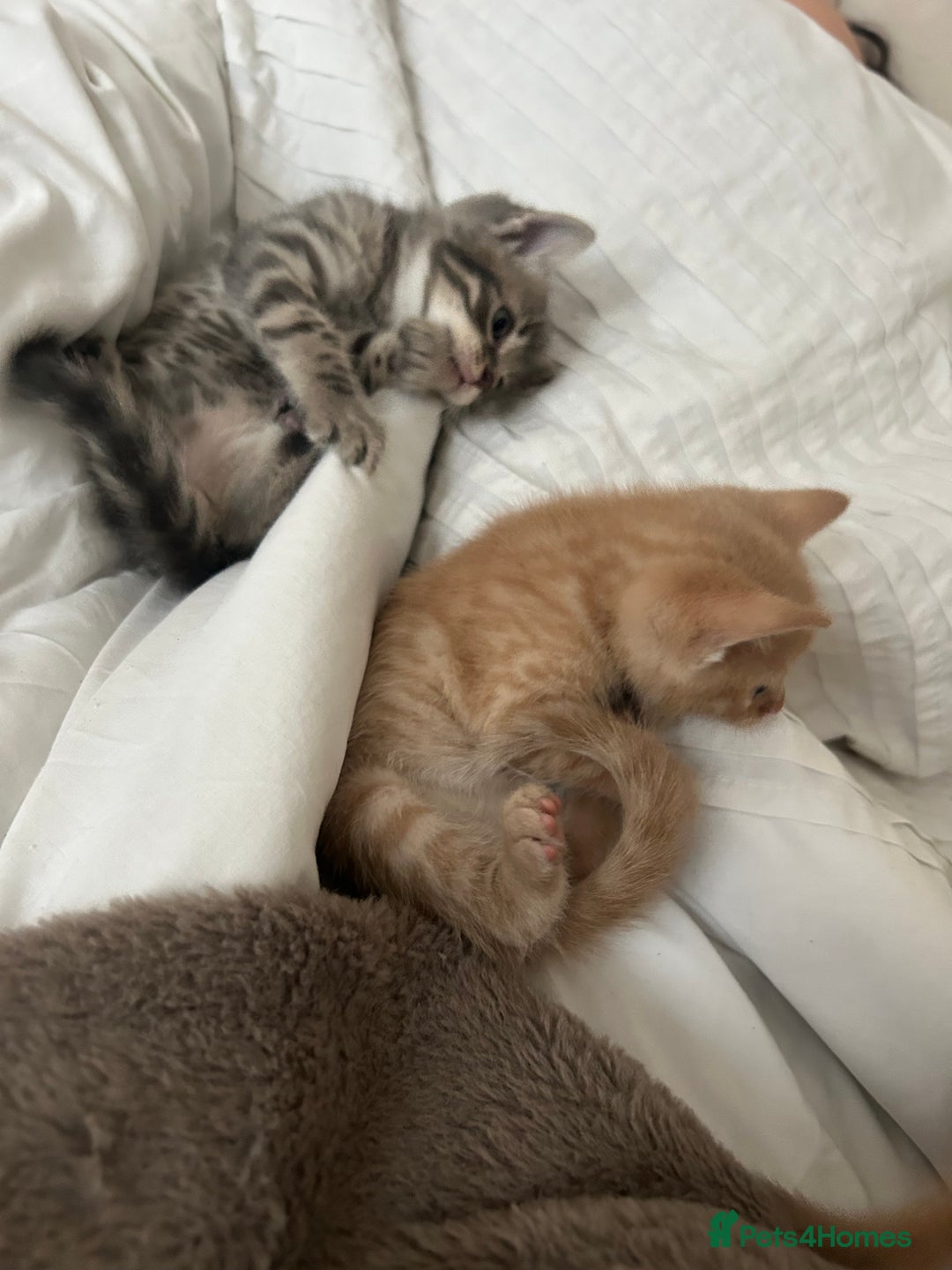 Mixed Breed cats for sale: Beautiful Kittens for sale - Image 30