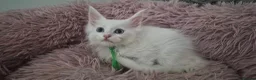 Maine Coon cats for sale: Giant Maine coons ready to leave  - Advert 3